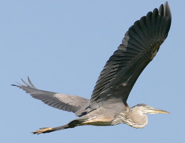 flyingheron.jpg