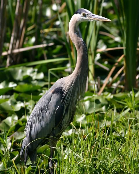 standinheron.jpg