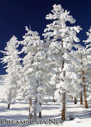ثلوج خلفيات ثلوج وخلفيات ثلوج مناظر ثلوج Incredible Snow Photos from