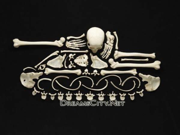 العظام لوحات فنية بالعظام لوحات فنية ببقايا العظام مجسمات رائعة بالعظام