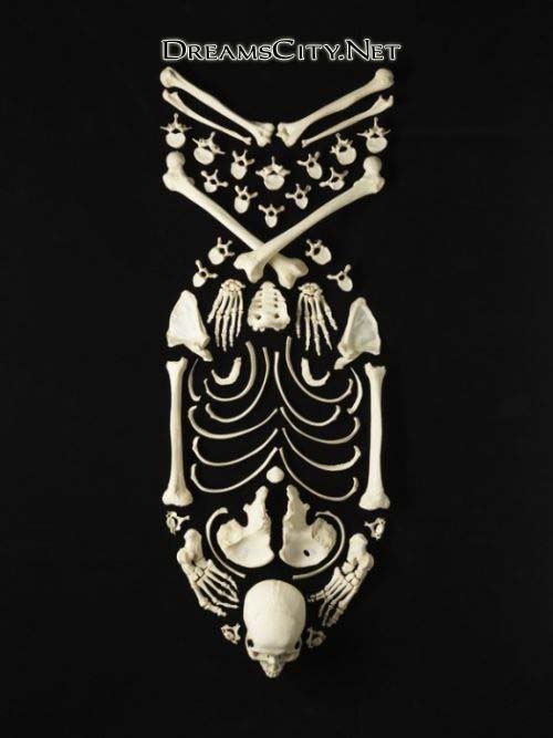 العظام لوحات فنية بالعظام لوحات فنية ببقايا العظام مجسمات رائعة بالعظام