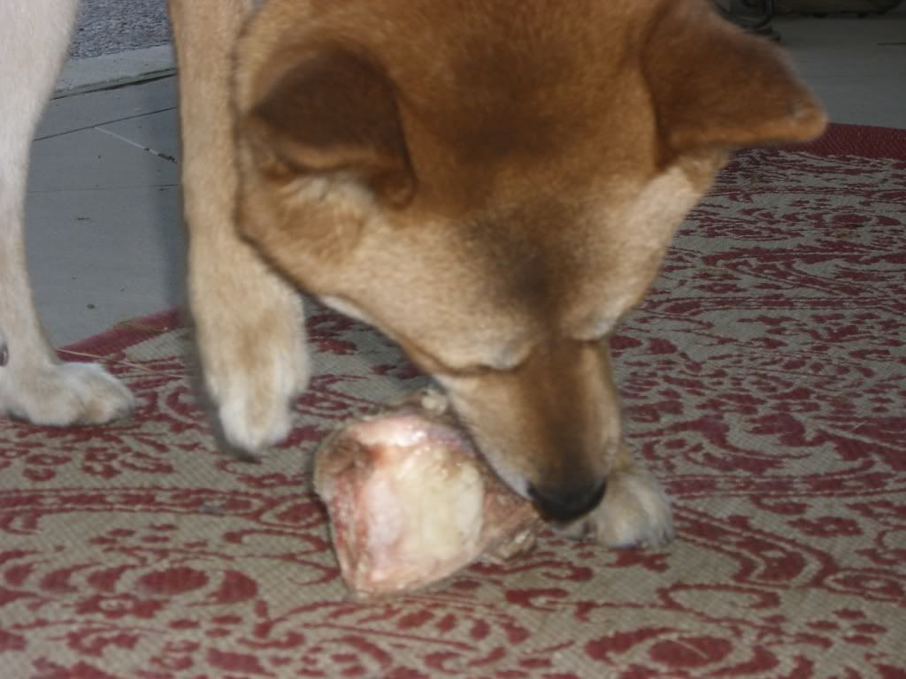 Tsuki and the knuckle bone 2