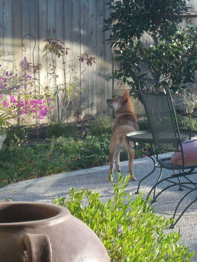 Tsuki watching the squirrels