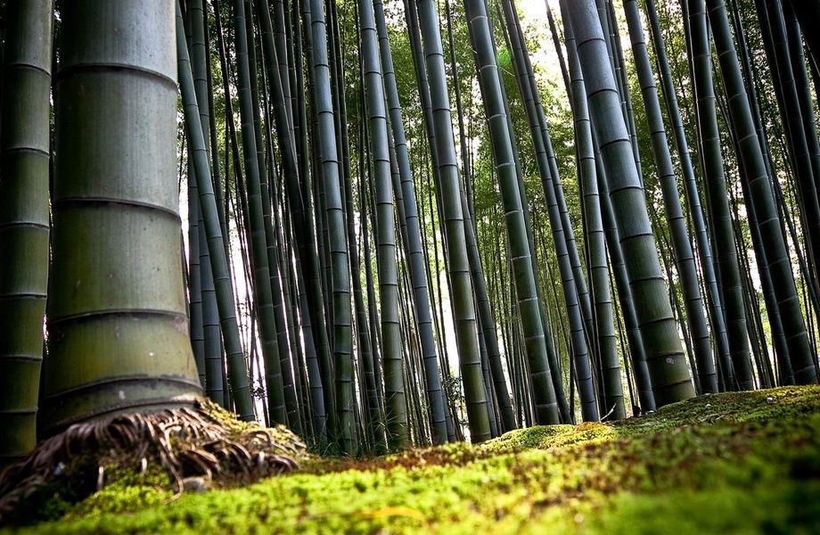  photo bamboo-forest_488_zpsovsgapd1.jpeg