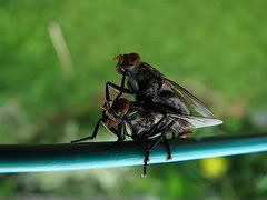 housefly.jpg