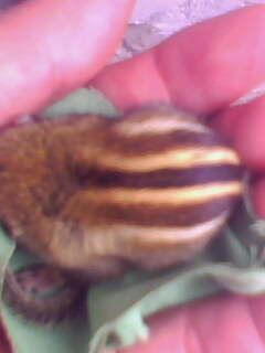 IMG0328A.jpg?t=1270523422 IMG0328A.jpg?t=1270523422
