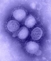 H1N1 Pictures, Images and Photos