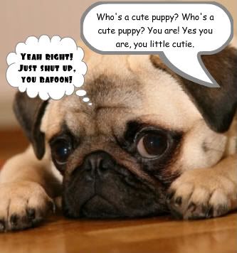 Funny Tennis Pictures on Funny Pug Image   Funny Pug Graphic Code