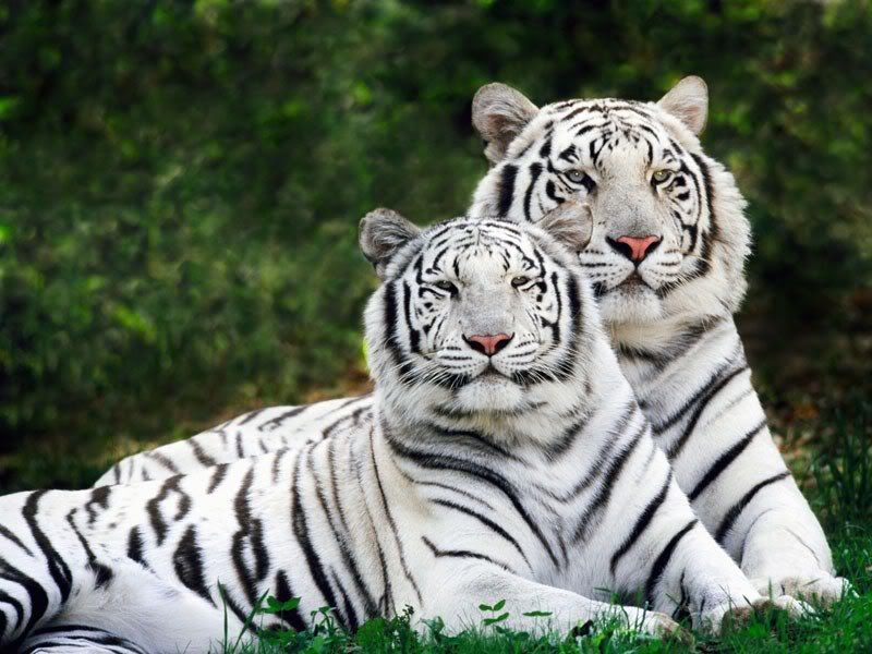 white tiger wallpaper. white tiger wallpaper Image
