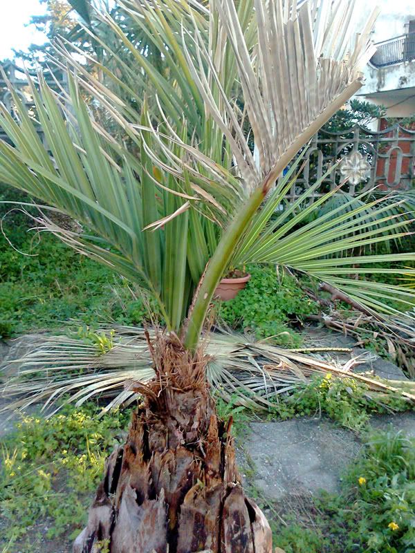 butia1.jpg