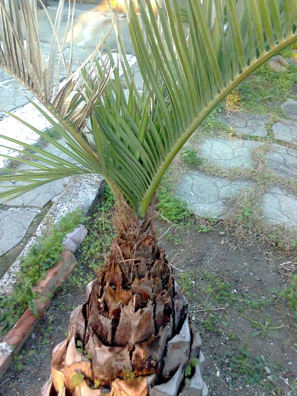 butia2.jpg