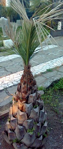 butia4.jpg