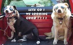 k9 boys 2