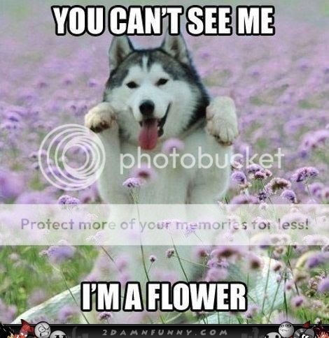 flower-husky_zpsxzibgbhx.jpg